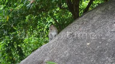 <strong>野生</strong>猴子在雨林中的树木和岩石上跳跃。 泰国，菲律宾